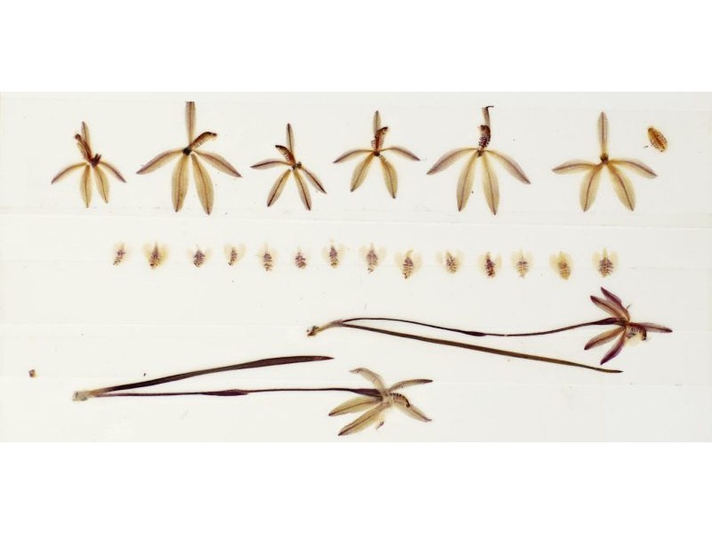 Preserved orchids show pollination has fallen 60% since the 1970s