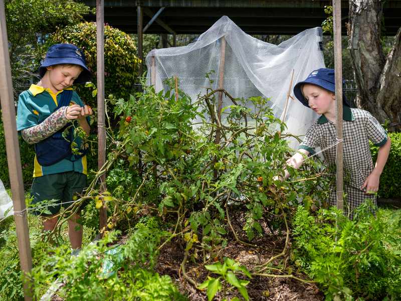 Schools lead new push to help children eat more vegetables