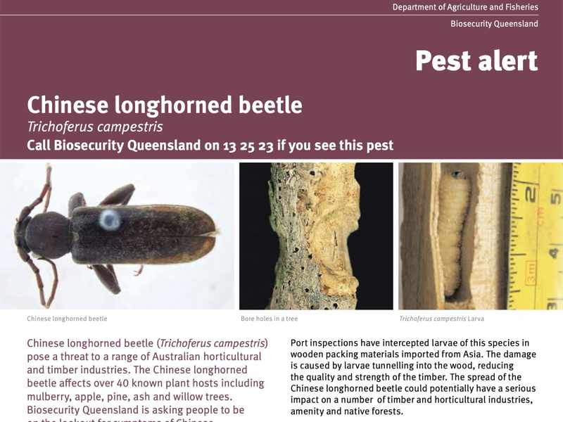 Pest alert: Chinese longhorned beetle