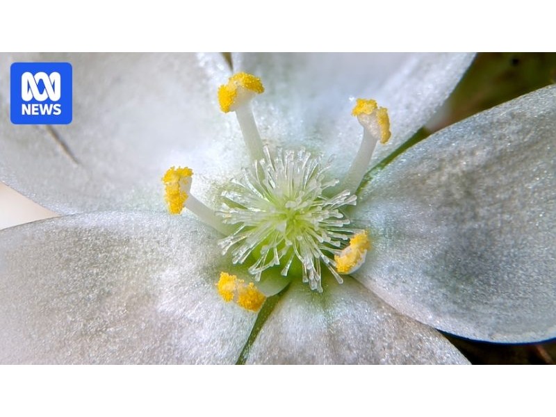 The journey of pollen to a plant - ABC News