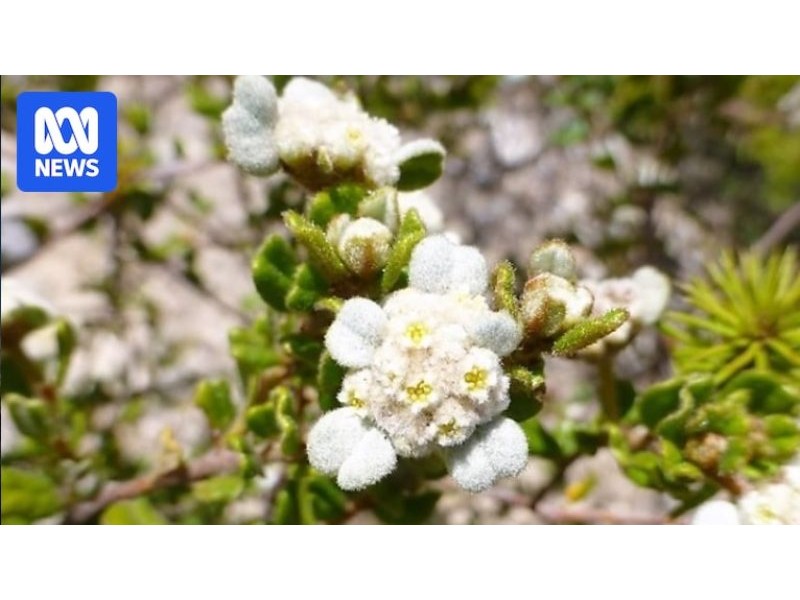 Only one known single spyridium plant is left in the wild on the Coorong, but scientists are hunting for more - ABC News