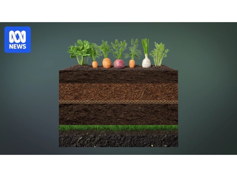 Families could save up to $50 a week growing their own fruit and vegetables - ABC News
