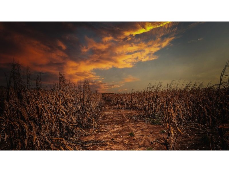 'Food insecurity is no longer just about low-income countries': Environmental economist explains how climate change is pushing agricultural systems to the brink | Live Science