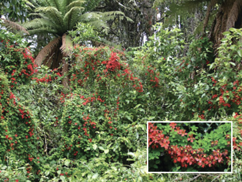 New environmental weed control release in NZ for flame nasturtium