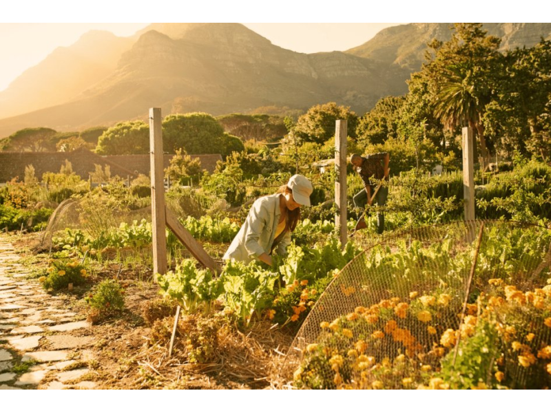Plant health looks different from every angle of the food chain | Wikifarmer