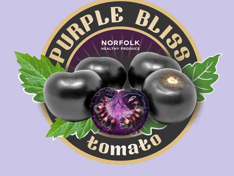 The Purple Tomato™ Receives Full Regulatory Approval in Australia – Norfolk Healthy Produce