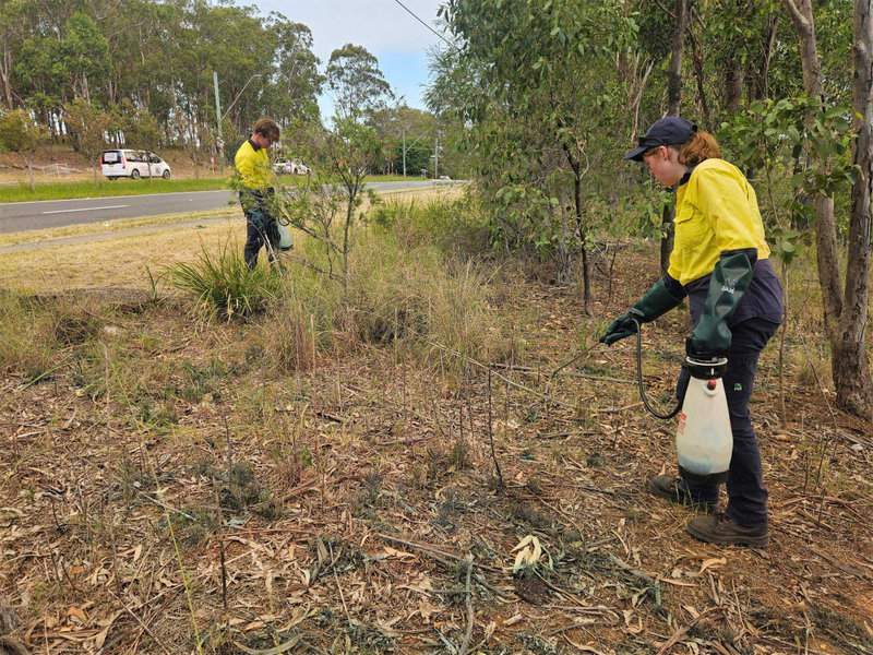 Western Sydney on Alert for Toxic Weed Boom as El Niño Ramps Up