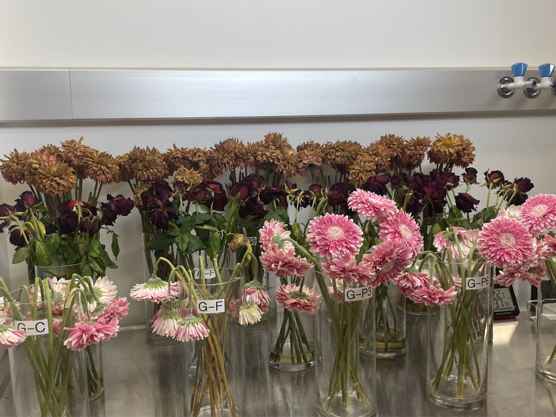 Experiment uses atmospheric plasma – a technology already used in medicine and agriculture – to extend the life of cut flowers.