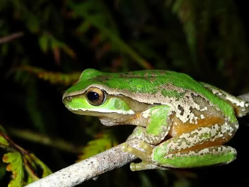 Science - FrogID