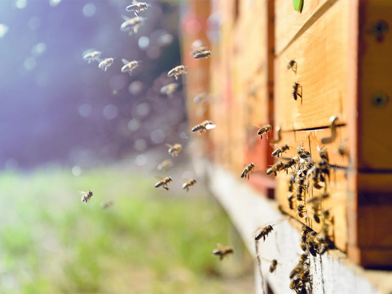 Australia boosts national bee defence