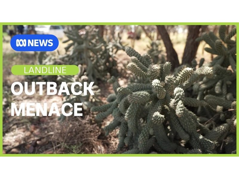 Western Queensland’s unbelievable fight against invasive cactus | Landline | ABC NEWS – YouTube