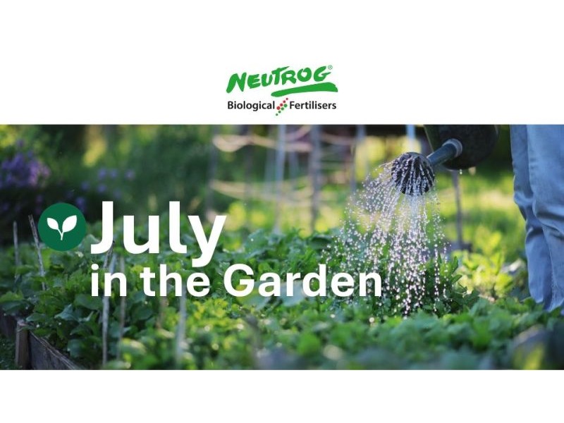 Neutrog: July in the Garden