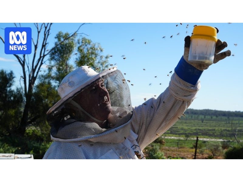 Beekeepers call for biopesticide known to target varroa mite to come to Australia - ABC News