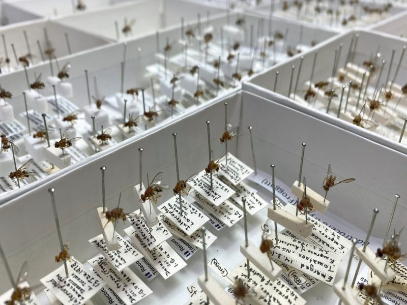 New projects will fill gaps in Australia’s national biodiversity data system – Atlas of Living Australia