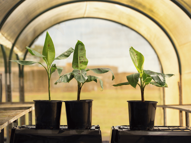 WATCH NOW: The future of bananas