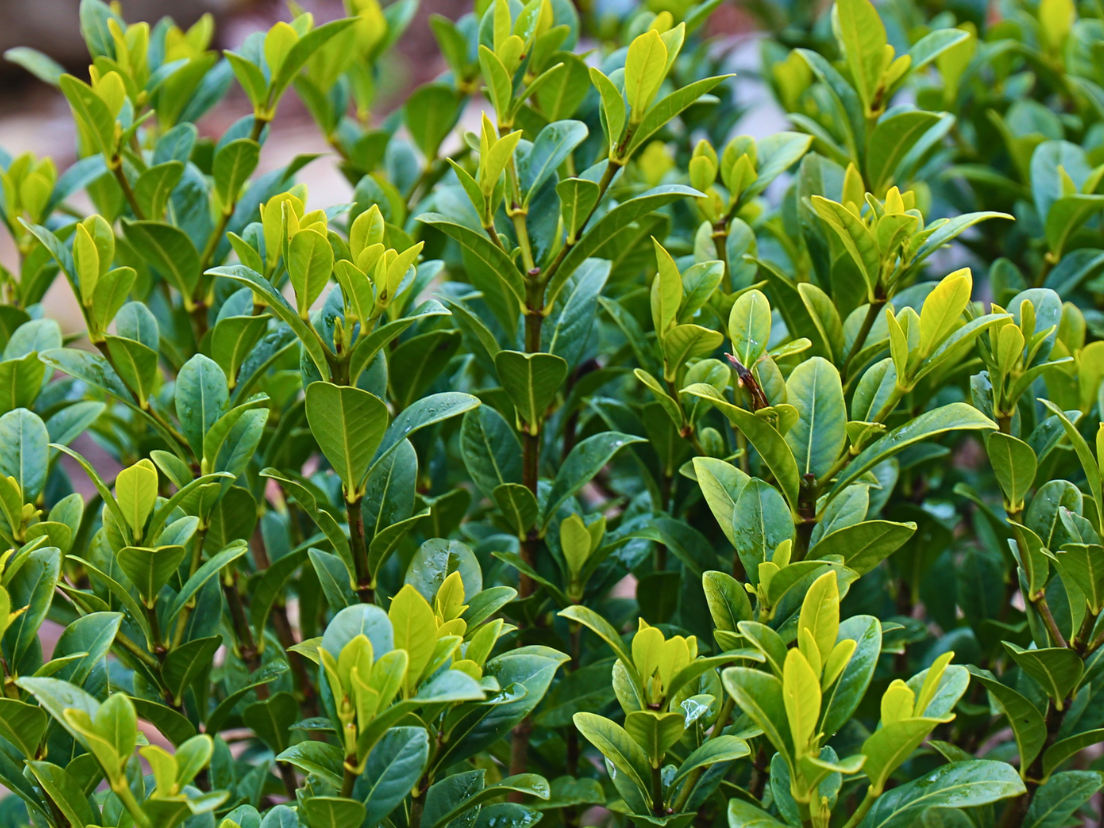 Shrubs and hedges for narrow spaces