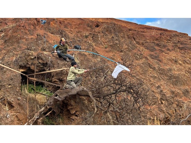 Scientists race to collect the last seeds from a critically endangered tree before it goes extinct | Live Science