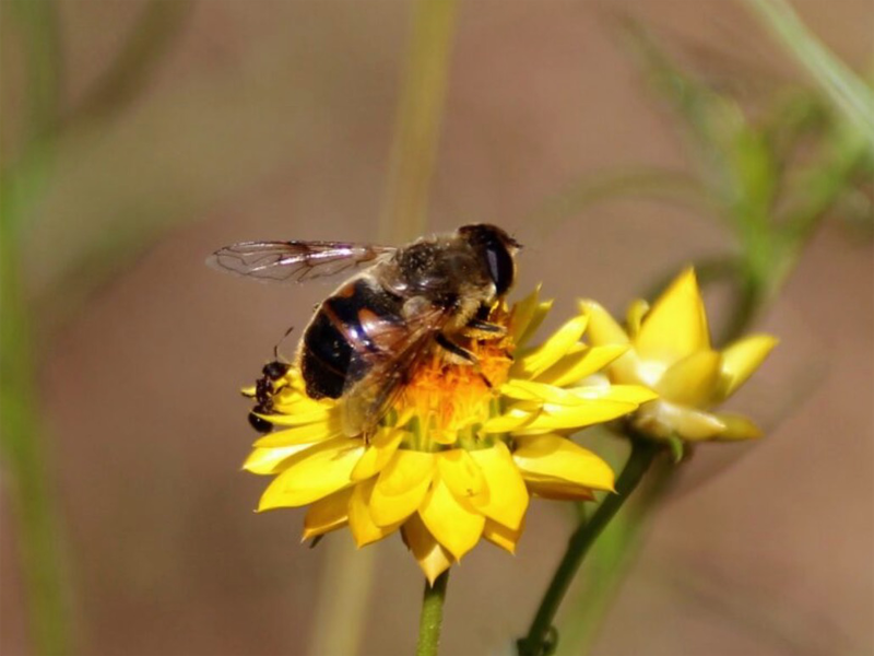 Biosecurity Hub webinar series – NRM Regions Australia