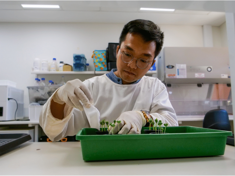 Curtin study finds soils can naturally suppress major crop diseases