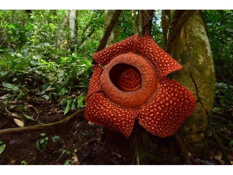 Rafflesia in Khlong Sok