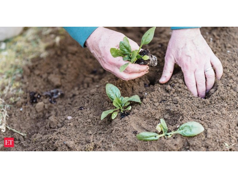 Psychology says older adults who garden almost every day aren’t just passing time: They are often building small loops of restoration, structure, and self-worth - The Economic Times