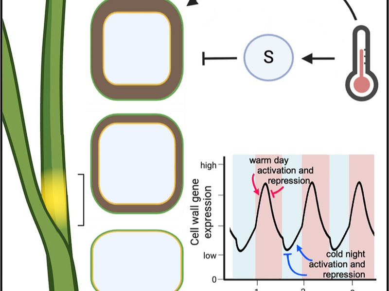 Temperature signals drive grass secondary cell wall thickening