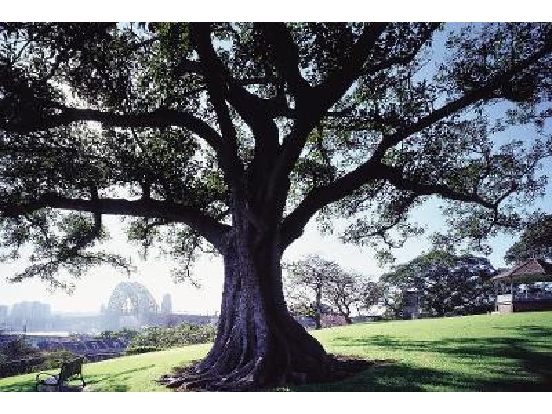 Greening Sydney Strategy