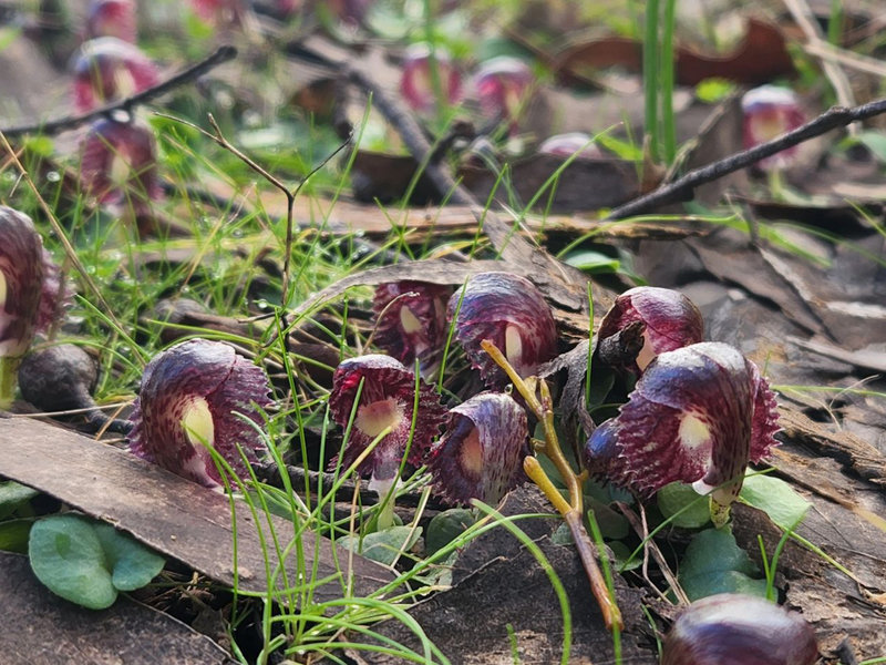 Native orchid season has arrived