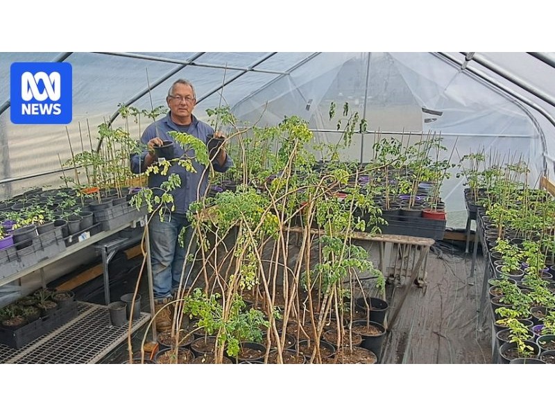 Moringa oleifera growers push to overturn ban on ancient ‘superfood’ – ABC News