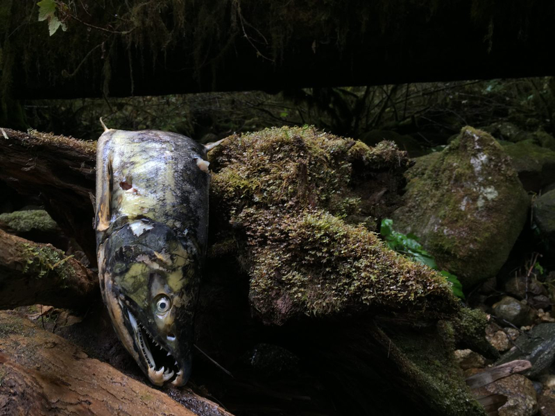 In British Columbia, Dead Salmon Make for Happy Butterflies and Bees
