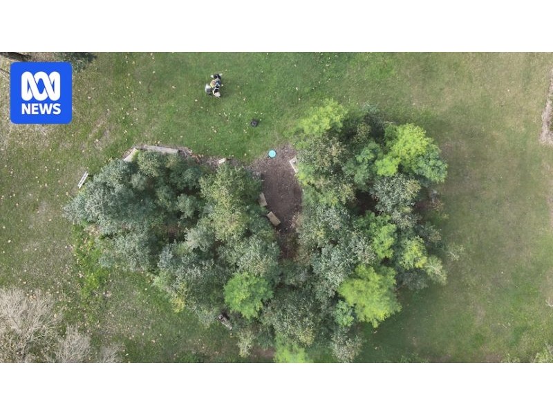 Tiny forests popping up across Sydney as part of effort to restore urban tree canopy - ABC News