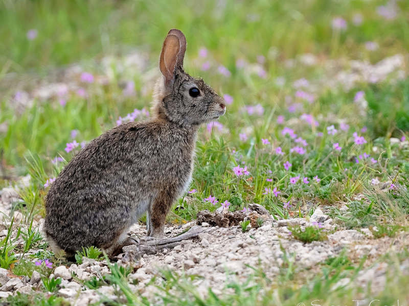 Rabbit control gets a leg up with federal funding
