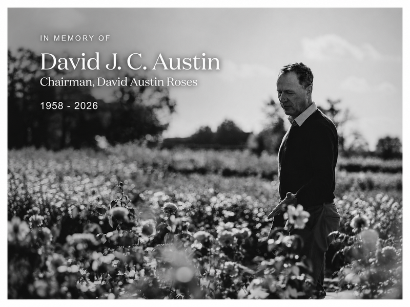 Vale David Austin, Chair, David Austin Roses
