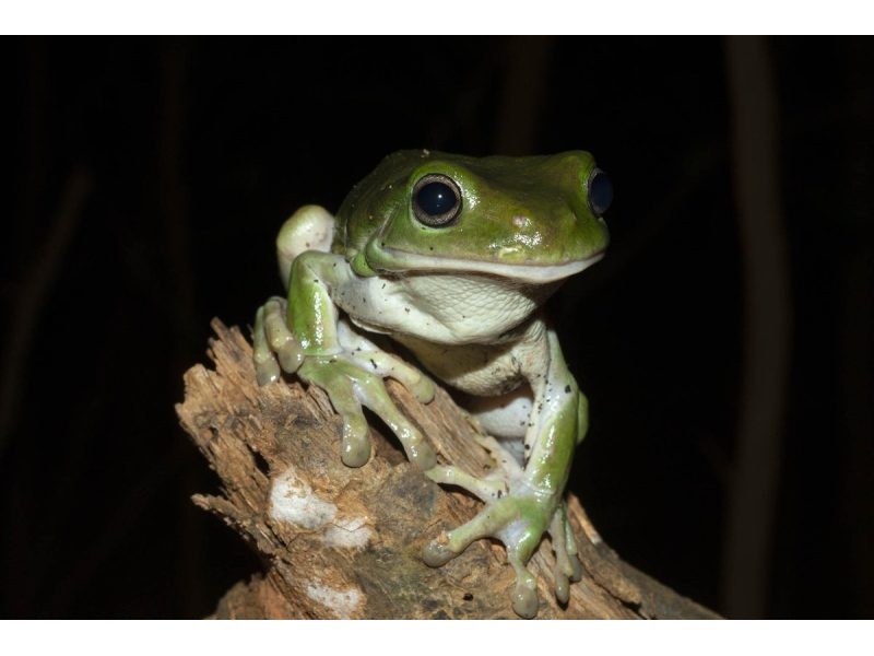 Save Australia’s Frogs – The Australian Museum