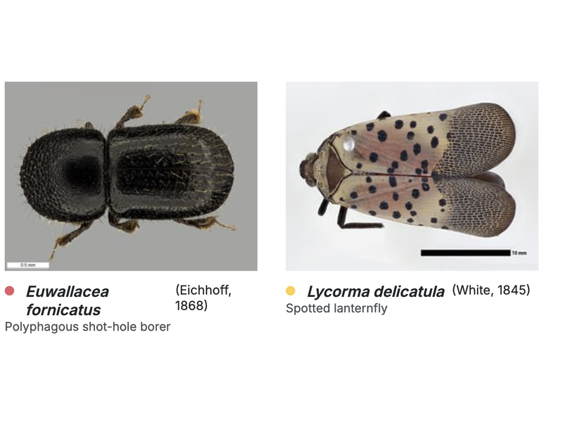 Great source of insect images