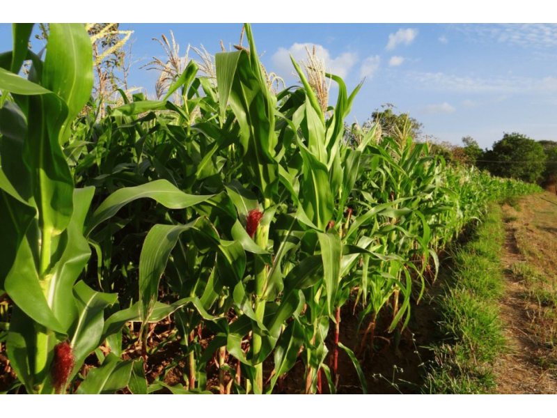 June heatwave puts EU maize | Wikifarmer