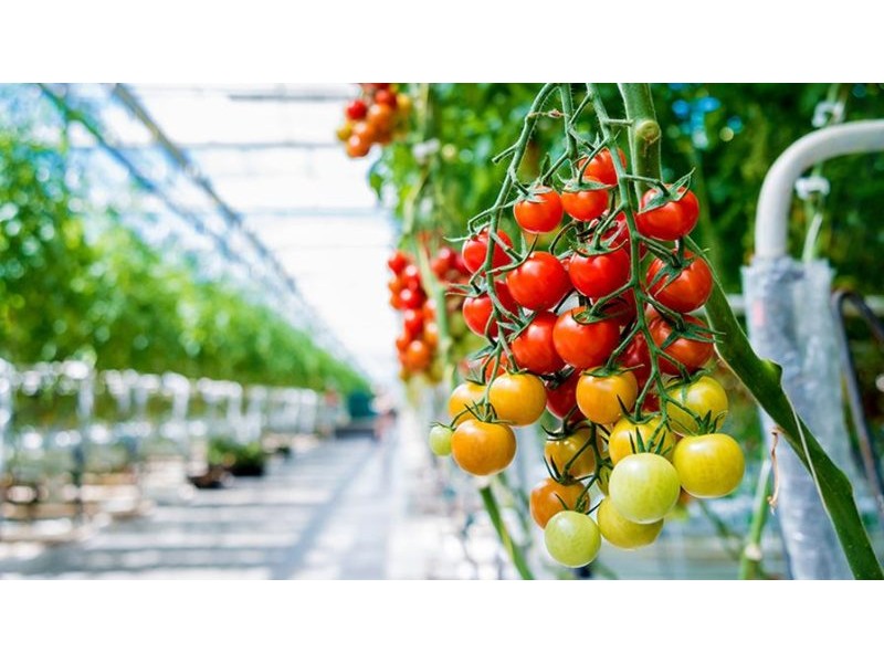 Preventing the Premature Germination of Greenhouse Tomato Seeds