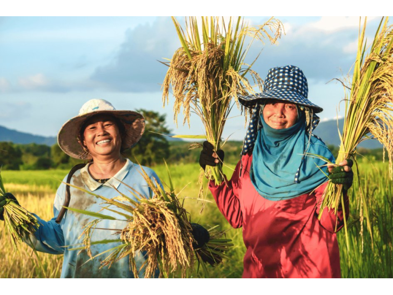 Women are 42% of the agrifood workforce but face worse work systematically | Wikifarmer