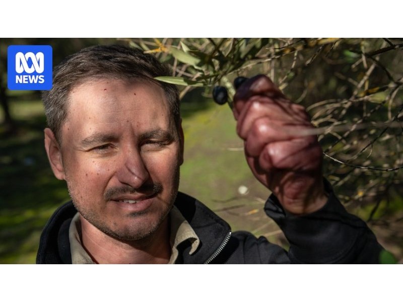 Olive growers excited as consumer demand rises, industry looks to expand - ABC News