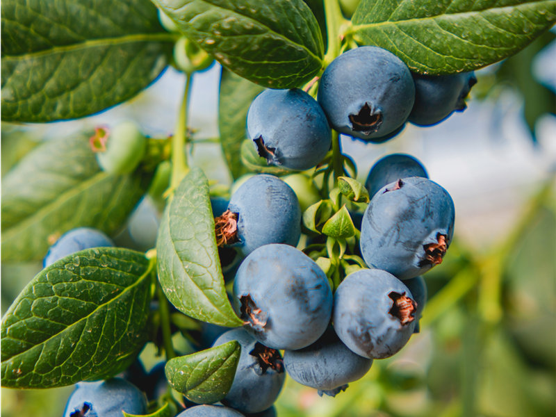 Draft food safety rules raise questions for Tasmanian home growers