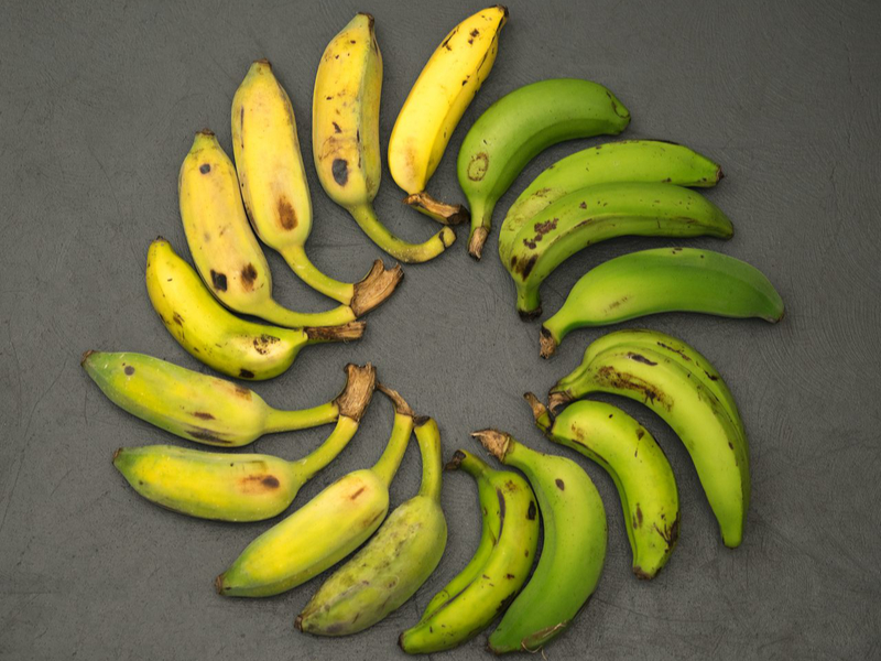 A Quest for the Gros Michel, the Great Banana of Yesteryear