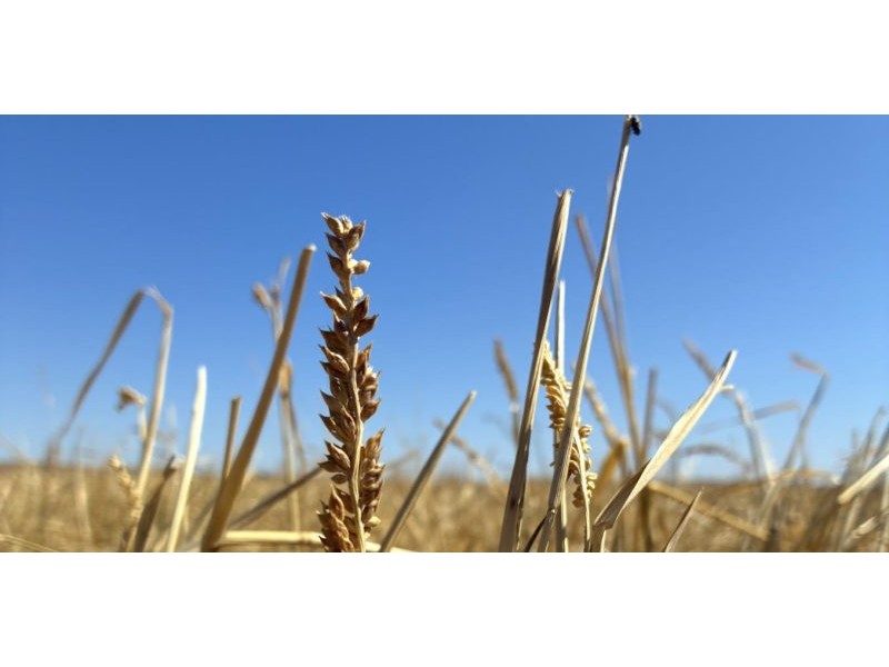 Aboriginal people harvested this native grass for millennia. Scientists have now found an odd trait in its DNA