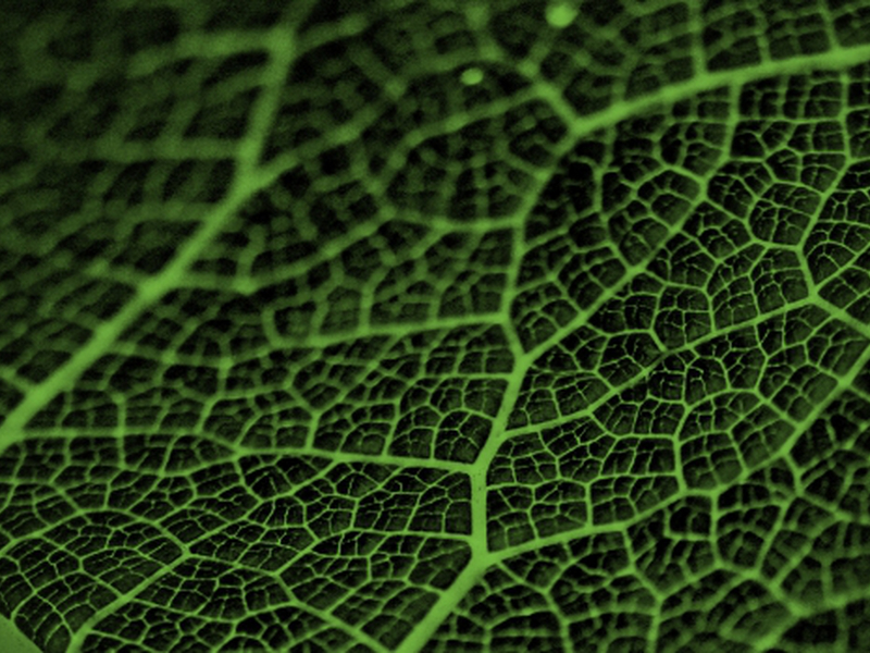 Plant Health Australia