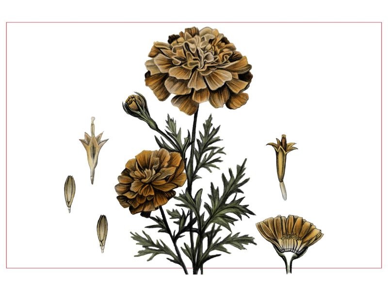 Could marigolds be the next superfood? - UGA Today