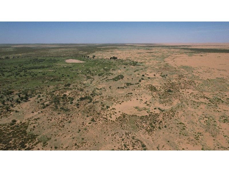 66 billion trees have been planted in China's Great Green Wall — and they appear to be growing faster than natural forests | Live Science