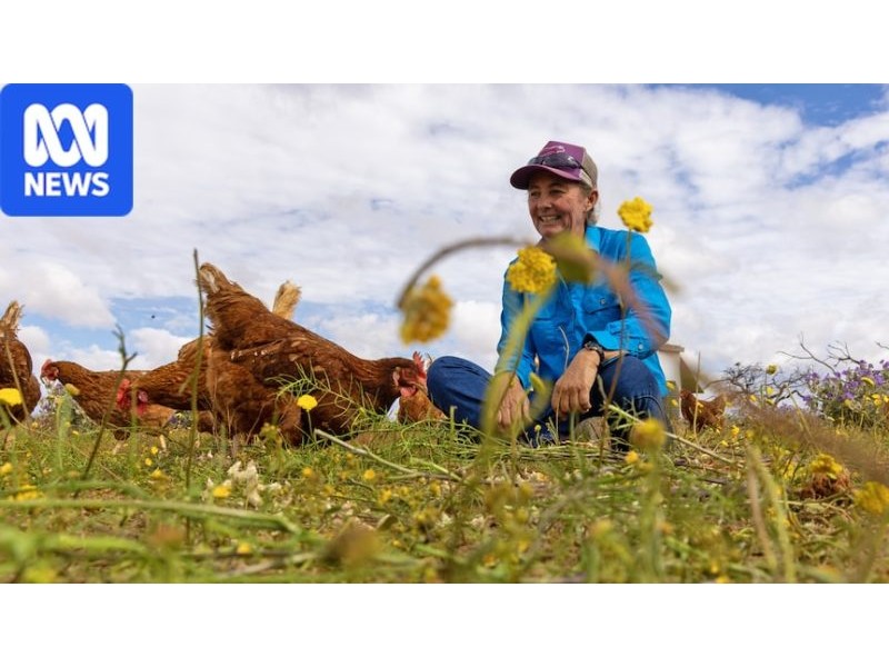 Grazier seeing benefits of chicken experiment with improved soil health - ABC News