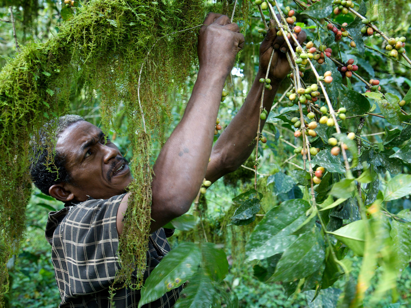 Inside Ethiopia’s Endangered Wild-Coffee Forests