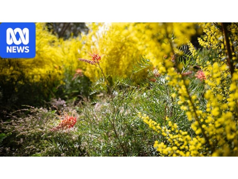 Australia’s ‘woody meadows’ raise biodiversity in cities – ABC News