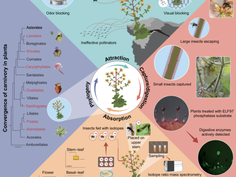 A belated Dar-win: Identification of carnivory in the flowering plant Saxifraga via multidisciplinary evidence | Nature Communications