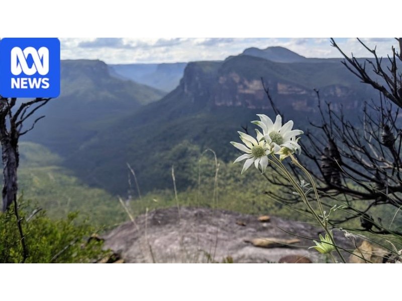 Flannel flower rises from fire to win Australia's heart - ABC News